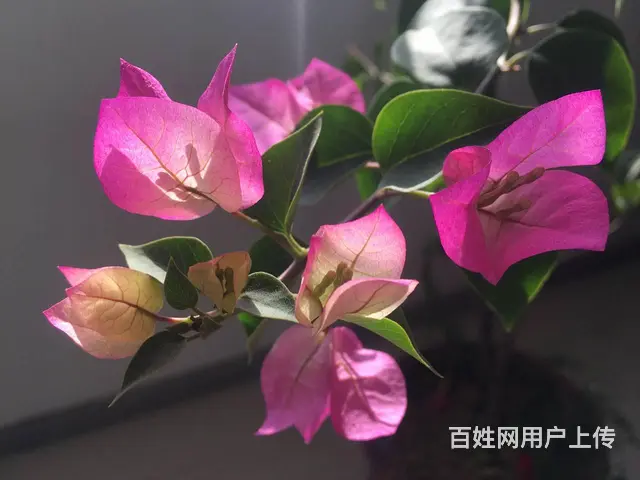 淄博日租房民宿房淄博八大局民宿房八大局日租房淄博预定住宿房间 - 图片 3