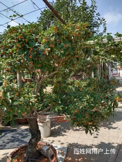 桂花， - 图片 5