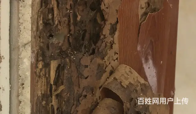 广州清除白蚁公司，科学防治白蚁、清理白蚁窝 - 图片 2