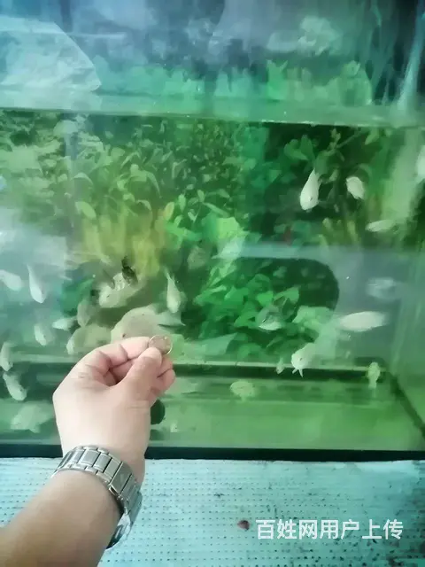 迷你鹦鹉和燕鱼 - 图片 4