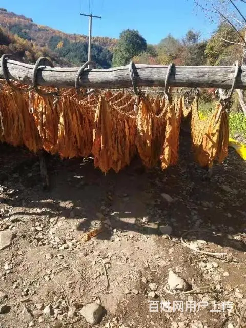 正宗东北关东烟哪里有卖的？无香料有串味的旱烟 - 图片 11