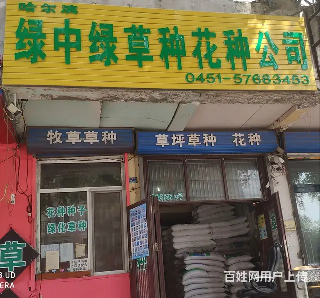 草种批发销售_绿化草种_护坡草种_5天发芽 - 图片 1