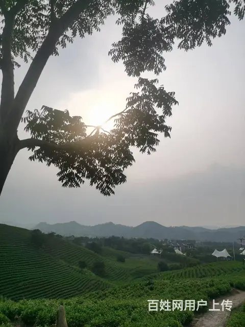 七月安吉白 充满希望 小戴白茶直销 - 图片 1