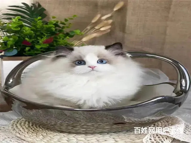 常州猫舍布偶猫多少钱一只哪里有本地买蓝双色布偶猫 - 图片 1
