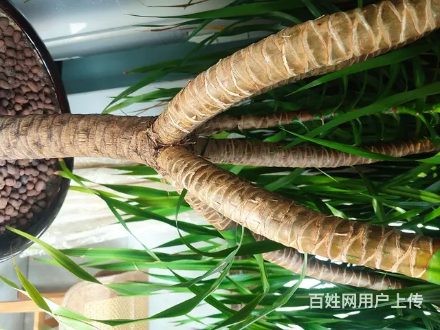 超大龙血树 - 图片 2