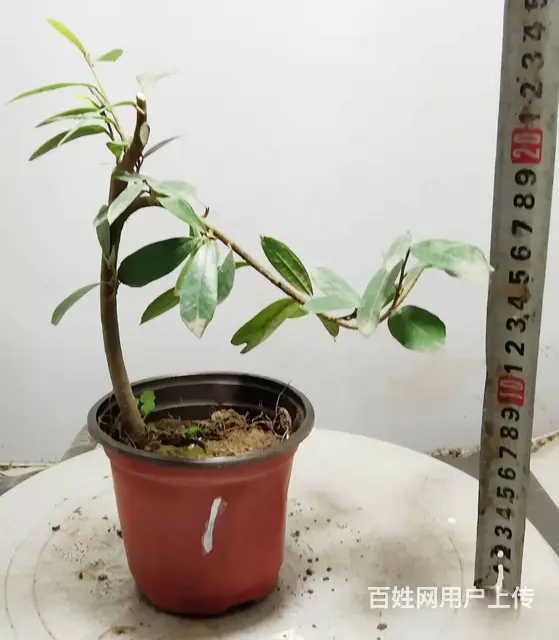 德聚缘花木盆景达人盆景总监盆景艺术总监杨世毅先生 - 图片 5