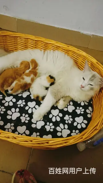 混血布偶小奶猫找新家 - 图片 7