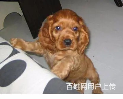 实体店/出售纯种美国可卡犬，英国可卡犬/可卡幼犬 - 图片 2
