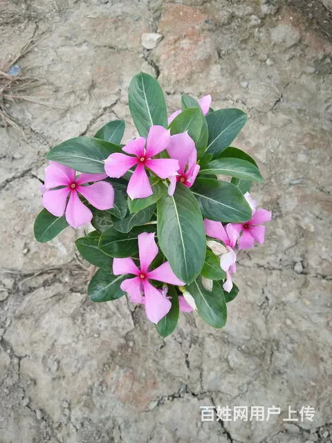 木春菊，孔雀草，石竹，一串红，鸡冠花等各种时令草花 - 图片 7