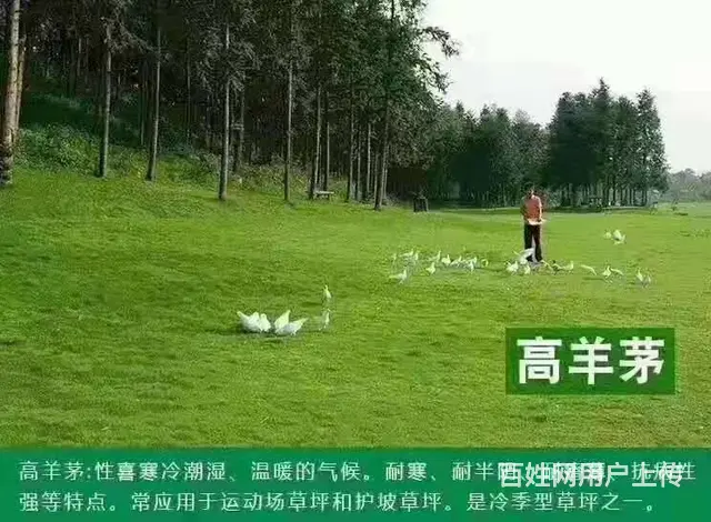 高羊茅草籽今年价格 - 图片 3
