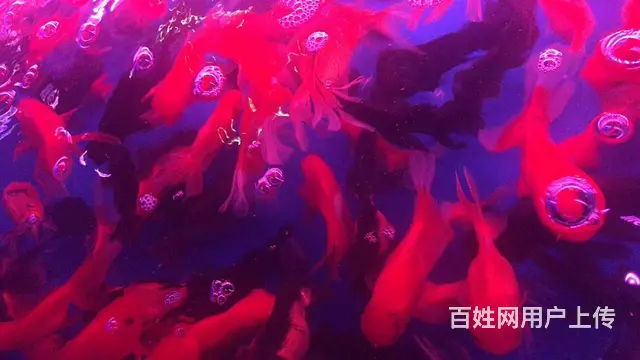 呈贡地区鱼缸清洗维修服务 - 图片 7
