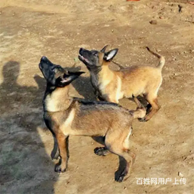 吕梁养马犬的地方，卖马犬的地方 - 图片 4