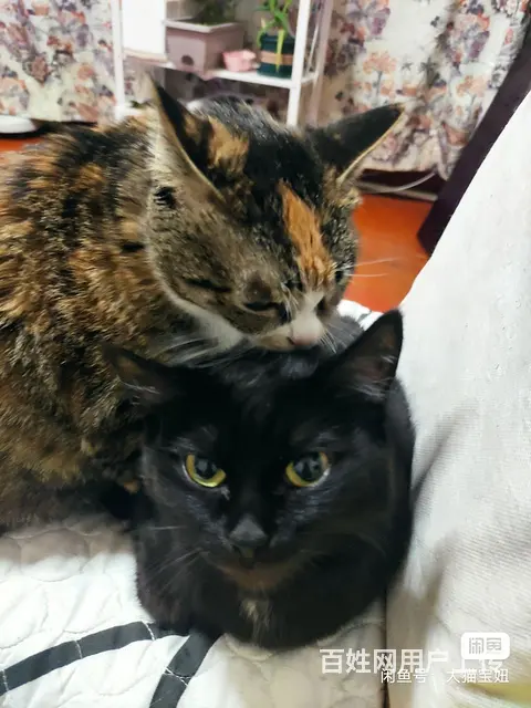 家庭寄养散养猫咪 - 图片 3