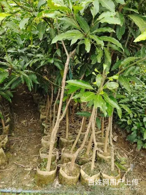 供应各种芒果树苗以及其他水果苗 - 图片 7