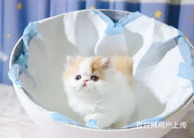 本地哪里有卖加菲猫的 加菲怎么护理 加菲好养吗 - 图片 1