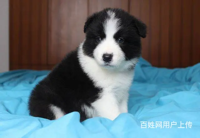 大型犬舍出售各种宠物狗边境幼犬健康质保售后无忧 - 图片 1