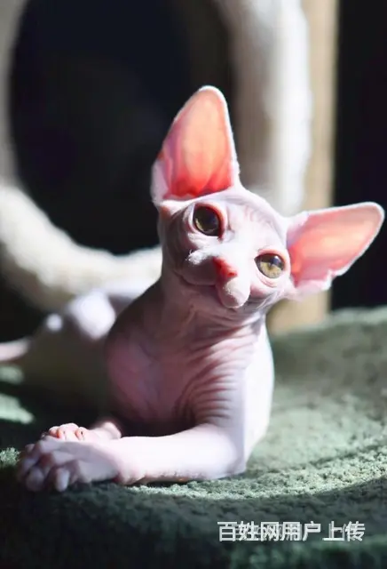枣庄纯种双血统无毛猫怎么卖 - 图片 10