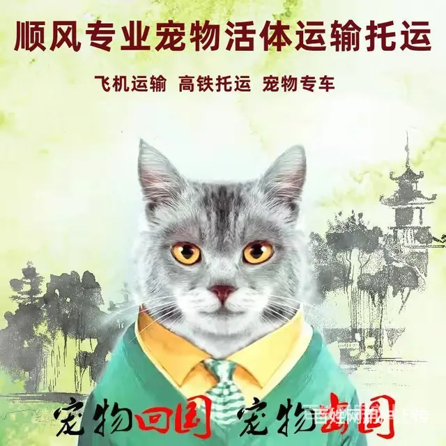 广州从化宠物托运（猫狗）活体邮寄快递（2022宠物运输 ）今 - 图片 2