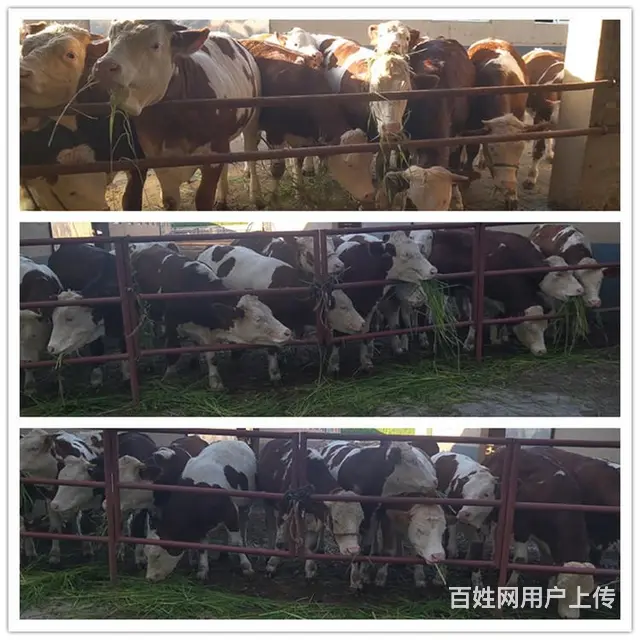 六百多斤 西门塔尔基础母牛 出售 - 图片 2