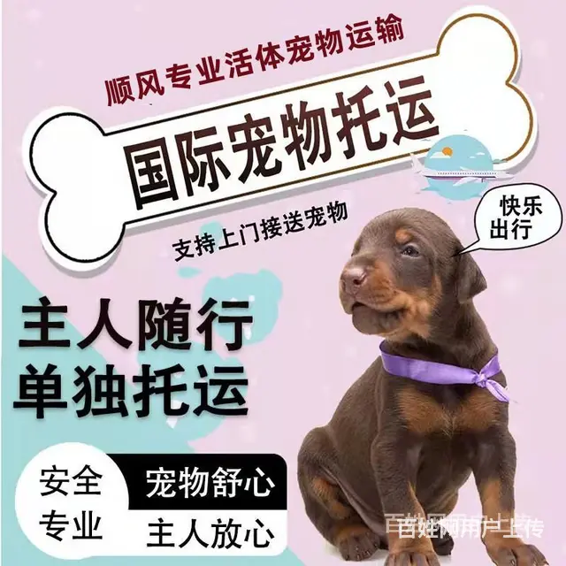 洛阳新安宠物托运（猫狗）活体邮寄快递（2022宠物运输 ）今 - 图片 1