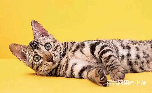 哪里有卖孟加拉豹猫的 无病无癣 包纯种健康 - 图片 5