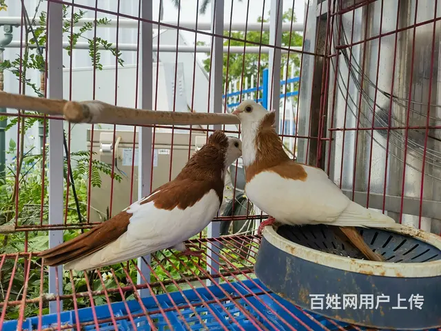 观赏鸽出售 - 图片 8