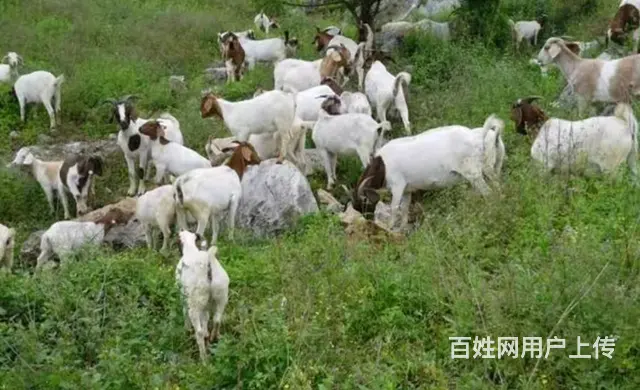卖羊 - 图片