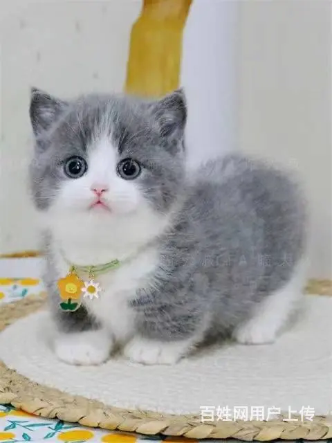 常州CFA认证猫舍多少钱一只英短蓝白保纯种健康 - 图片 7