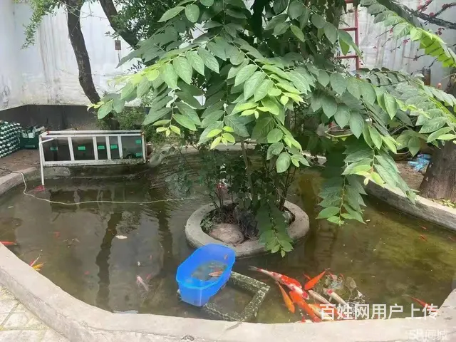 (速转店)钢铁南路庄永鼎北邻巷子小院酒馆转让 设施齐全 - 图片 8