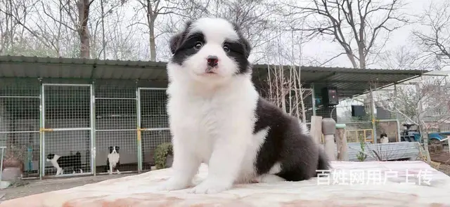 宿迁益帆边境牧羊犬犬舍，共克疫情，平安度过 - 图片 6