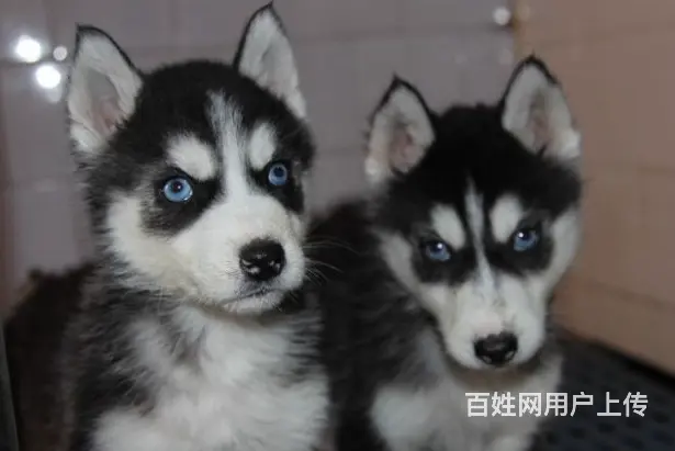 纯种哈士奇犬 北京哈士奇犬舍 打完疫苗.包纯健康C - 图片 6