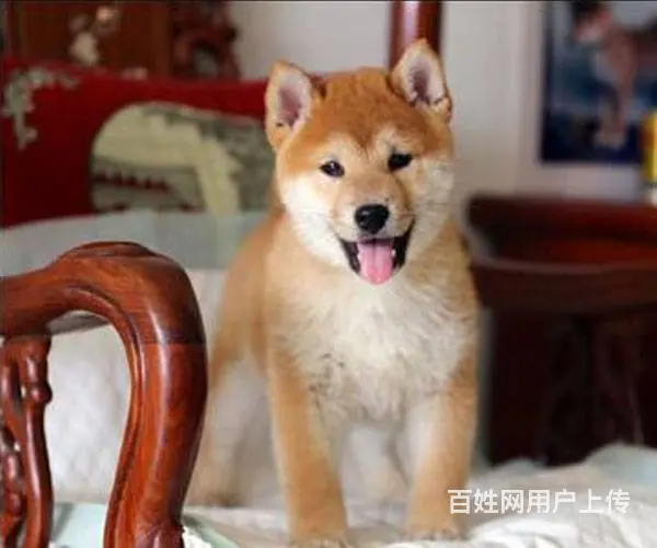 哪里有卖日本柴犬 纯种柴犬多少钱一只 - 图片 3