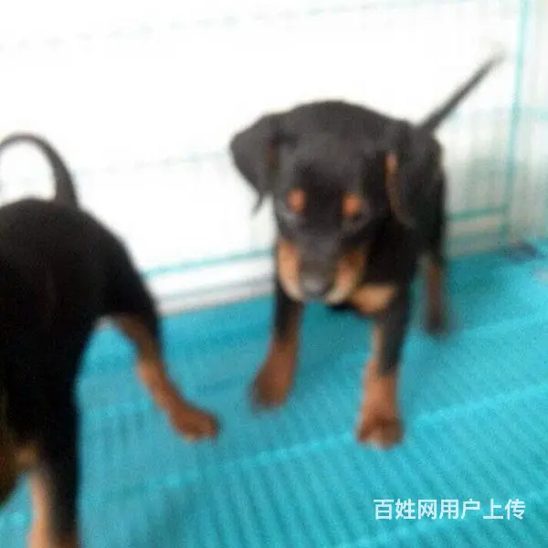 辽阳CKU认证杜宾基地 杜宾犬舍直销 - 图片 11