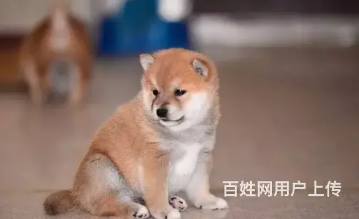 承德柴犬怎么卖 家养柴犬 疫苗齐全 - 图片 10