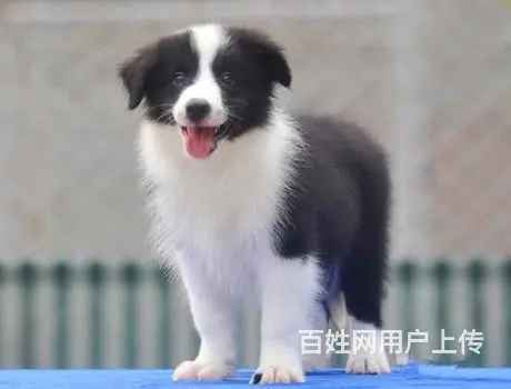 热销 边境牧羊犬 血统纯正品质血统售后均有保障 - 图片 3