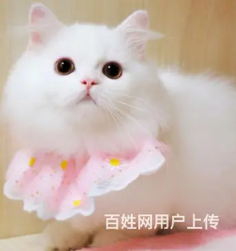 哪里有卖矮脚拿破仑猫的多少钱 中国人不骗中国人 - 图片 1