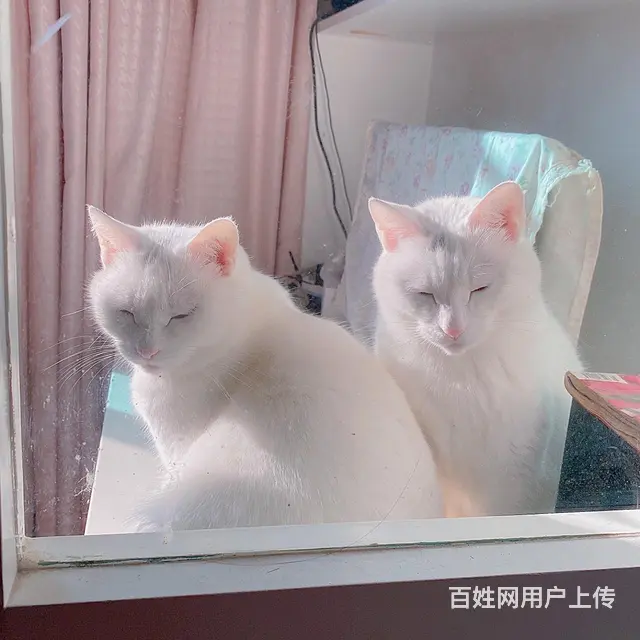 猫咪免费领养 - 图片 5
