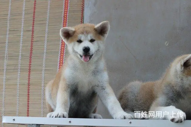 日系秋田犬 纯种秋田犬 价格不菲 非诚勿扰 - 图片 7