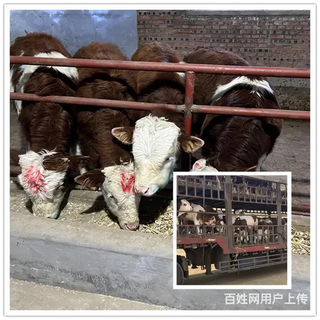 500多斤 西门塔尔小母牛 多少钱一只 - 图片 2