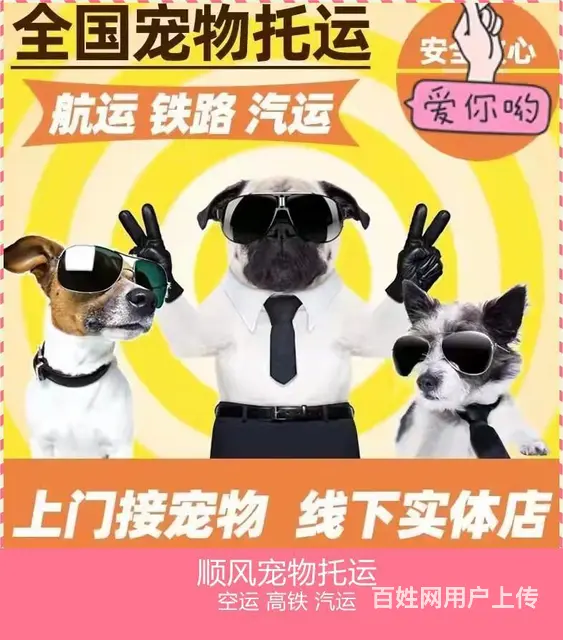 徐州睢宁宠物托运（猫狗）邮寄速运空运 （2023今日 推荐运 - 图片 3