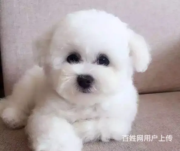 纯种比熊 小体比熊 带证书芯片出售中 - 图片 6