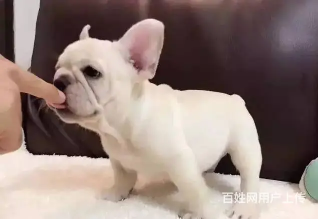 出售法国斗牛犬 包纯种血统健康 可签协议 - 图片 1