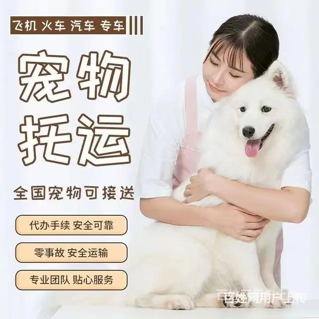 百色托运宠物 （猫狗活体运输）快递至全国各地 - 图片 3