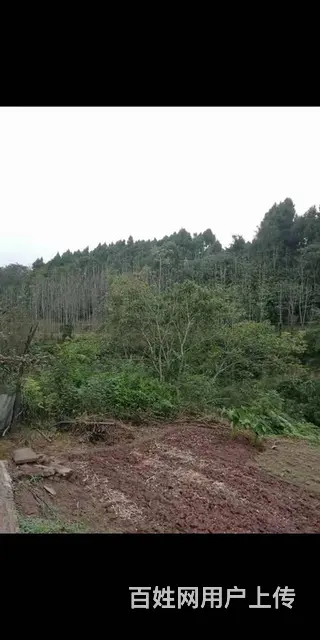 四川资阳市雁江区440亩林地转让 - 图片 2