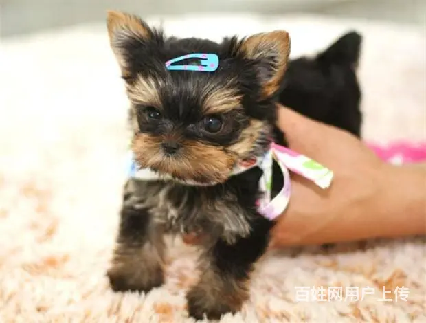 广州买狗首选推荐 正规犬舍 纯种约克夏犬多只待售 - 图片 9