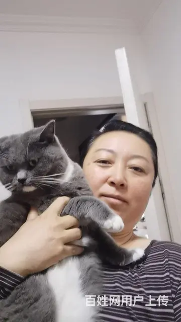 蓝猫免费领养 - 图片 2