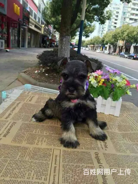 广州迷你雪纳瑞犬价格 狗舍直销 包纯种健康签协议 - 图片 3