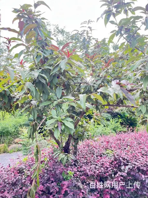 带露台 浏阳河风光 品质小区 先锋东外滩 精装2房拎包入住 - 图片 12