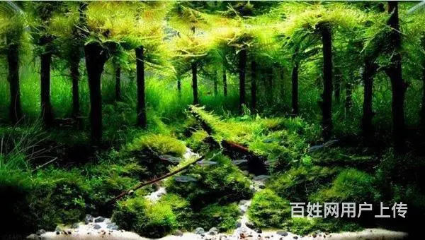 {苏州鱼乐天地水族}专业鱼缸清洗鱼缸养护，上门服务 - 图片 4