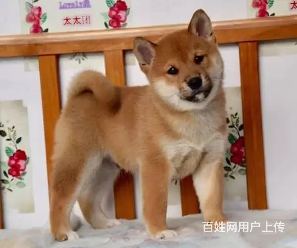 售日本柴犬幼犬 出售纯种柴犬狗狗多只可挑选 - 图片 12